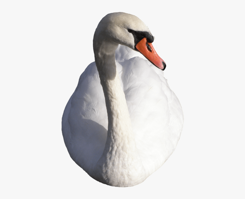 Swan - Cisnes Png, Transparent Png, Free Download