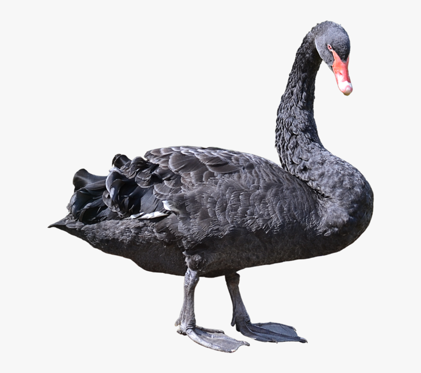 Black Swans Png, Transparent Png, Free Download