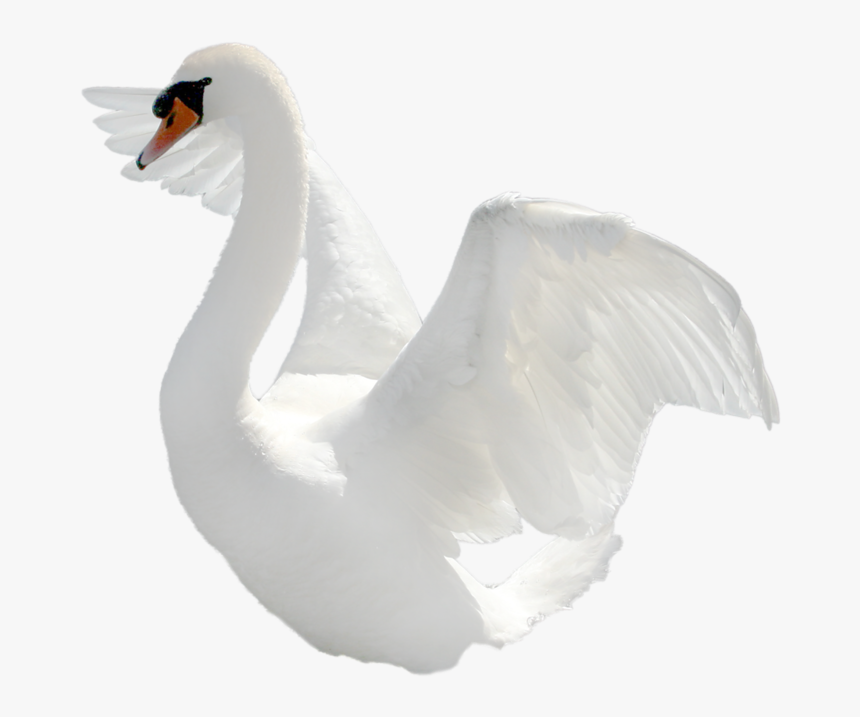 Swan Png - Schwan Transparent, Png Download, Free Download