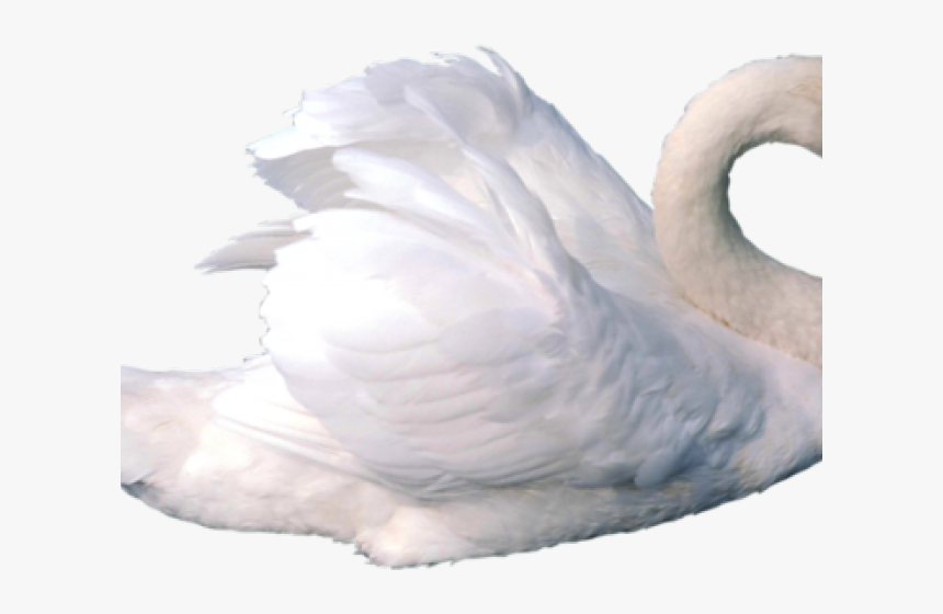 Swan Png Transparent Images - White Swan White Background, Png Download, Free Download