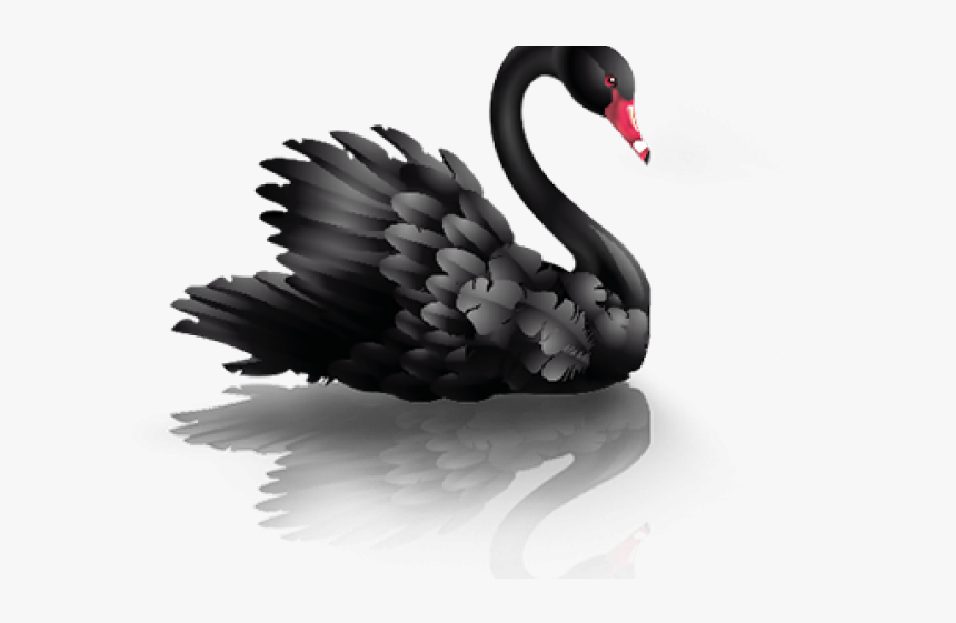 Swan Png Transparent Images - White And Black Swan, Png Download, Free Download