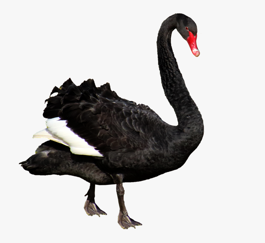 Swan, Black, Feathers, Australian, Bird, Cut Out - Black Swan Png, Transparent Png, Free Download