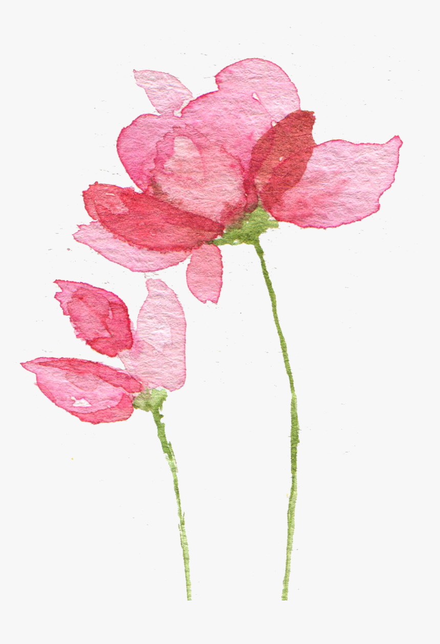 Flor Aquarela Rosa Png, Transparent Png, Free Download