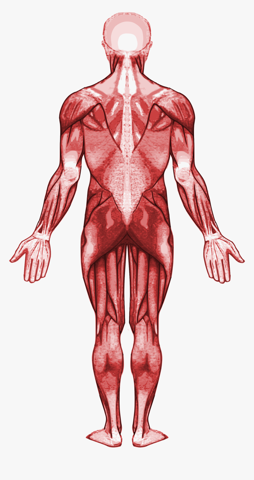 Muscle Clipart Muscular System - Gastrocnemius Muscle, HD Png Download, Free Download