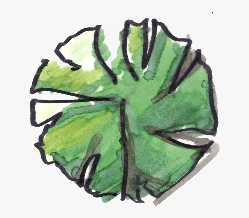 Top View Sketch Tree Png, Transparent Png, Free Download