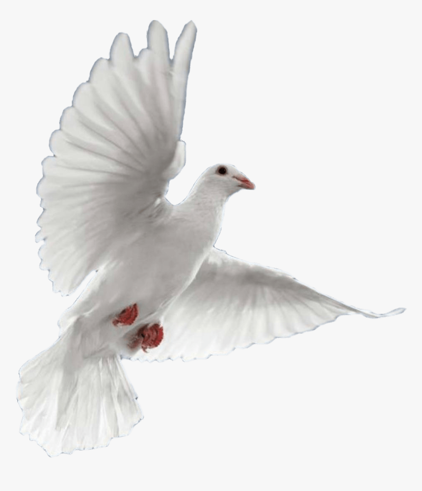 Png Flying Pigeons, Transparent Png, Free Download