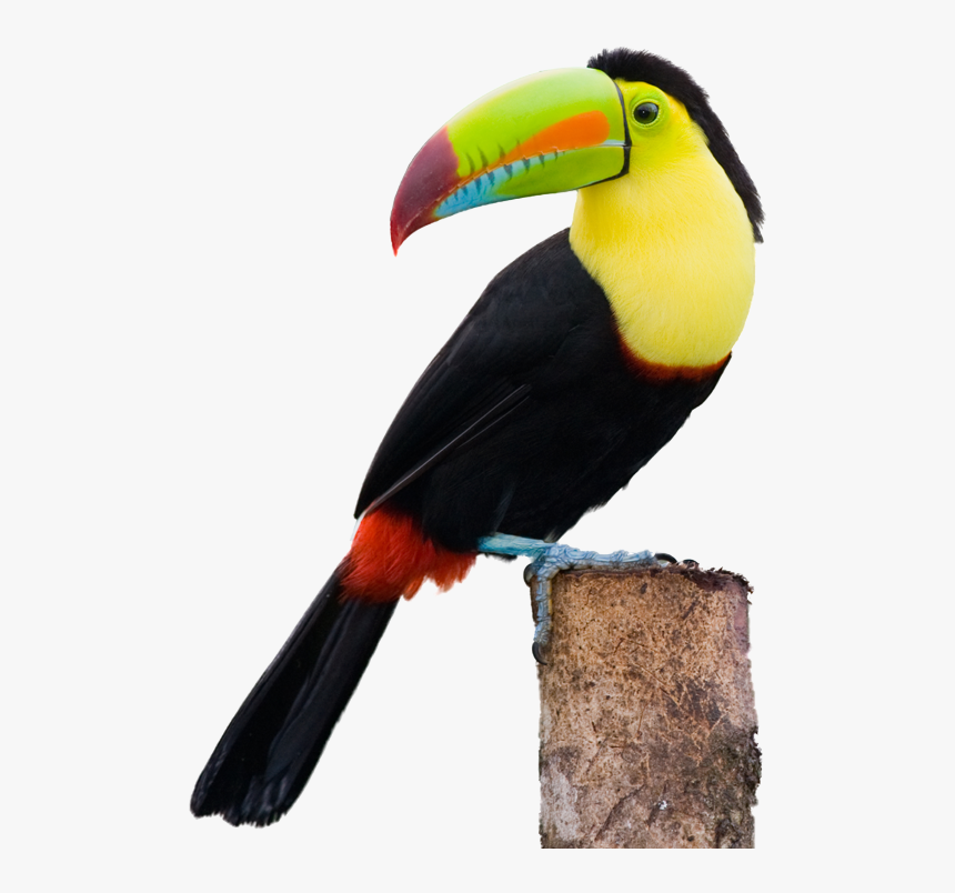 Photo Of A Toucan Perched On The Edge Of A Small Tree - Keel Billed Toucan Png, Transparent Png, Free Download