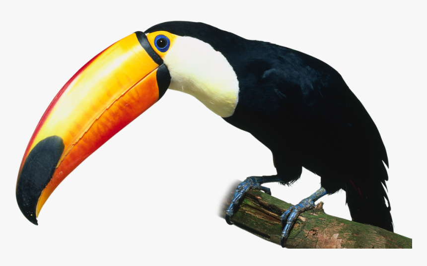Toucan, Samuel Hebert Selected - Kind Of Birds, HD Png Download, Free Download