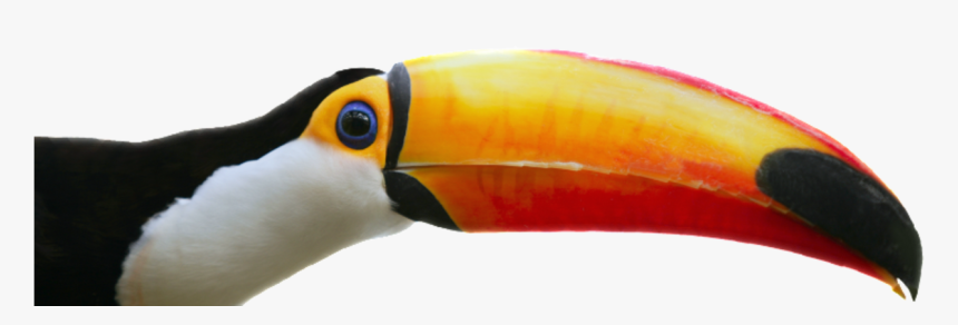 Transparent Toucan Png - Toucan, Png Download, Free Download