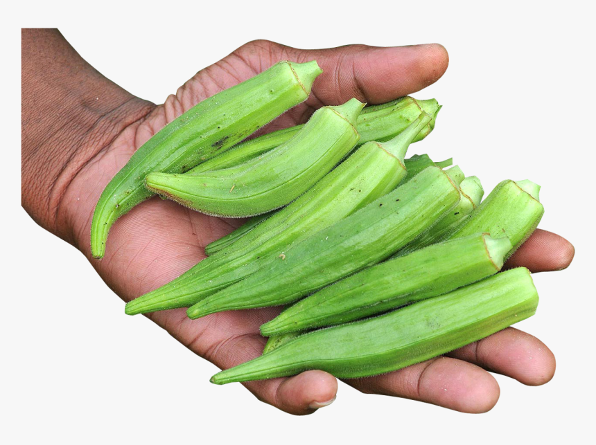 Okro Png, Transparent Png, Free Download
