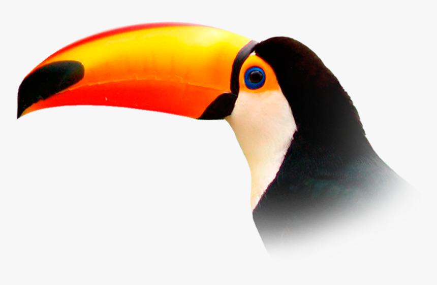 Transparent Background Toucan Png, Png Download, Free Download