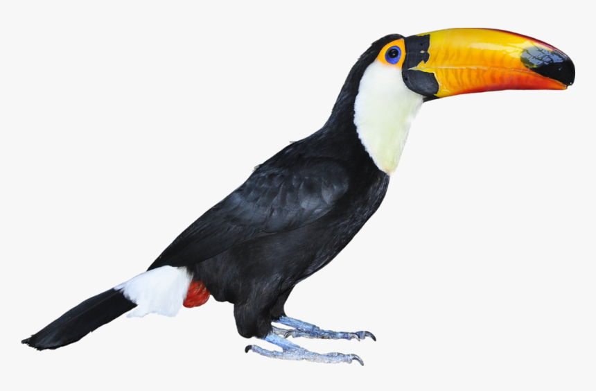 Hornbill - Tucan Real Png, Transparent Png, Free Download