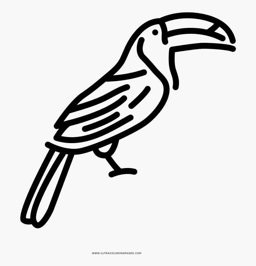 Toucan Coloring Page - Illustration, HD Png Download, Free Download