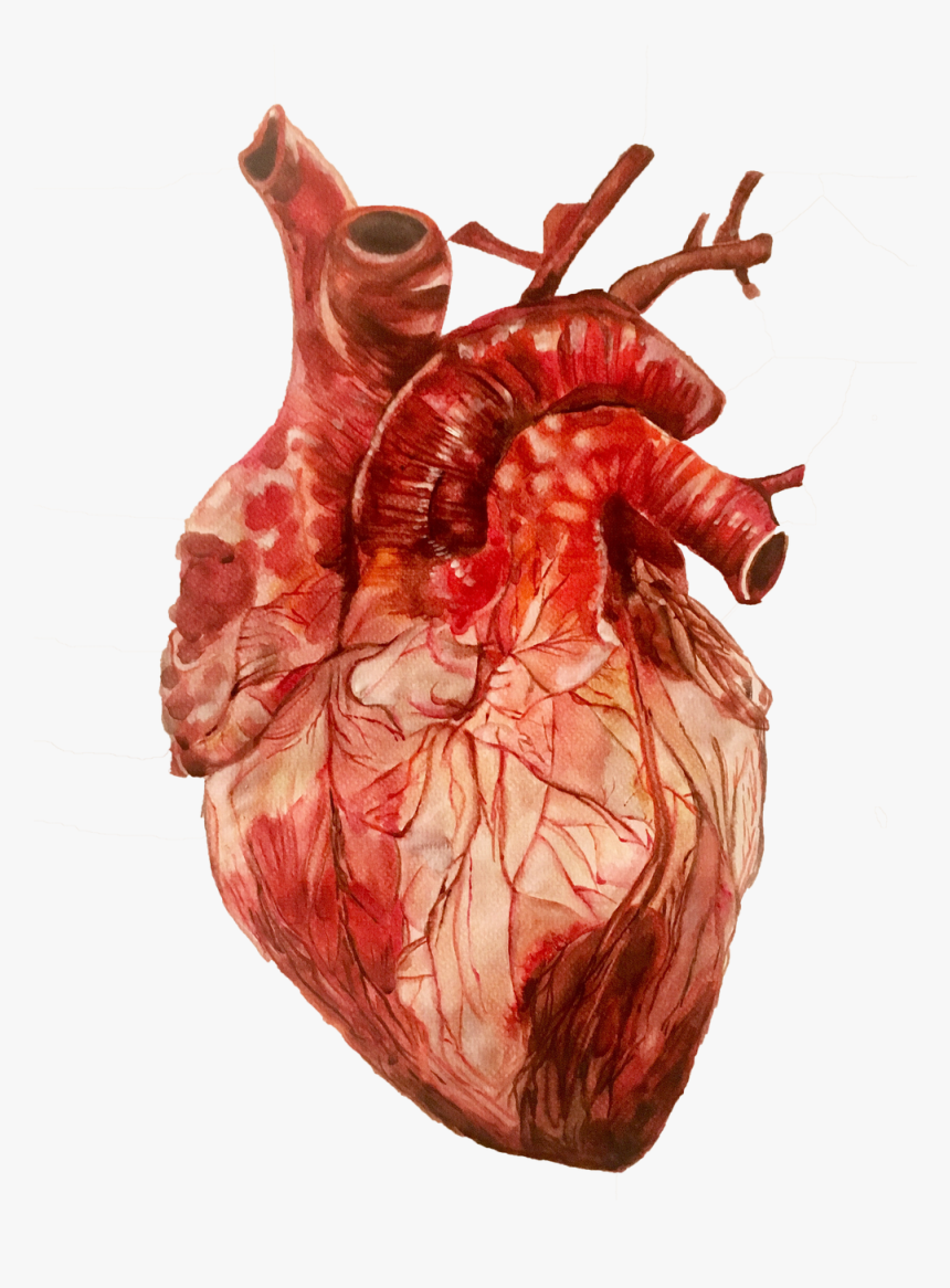 Human Heart Study Drawing, HD Png Download, Free Download
