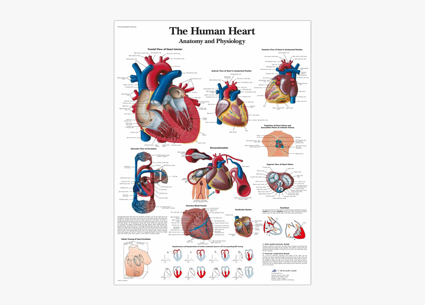 Anatomical Chart - Human Heart - Human Heart Chart, HD Png Download, Free Download