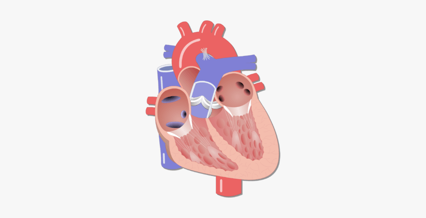 Unlabelled Image Of The Interior View Of The Heart - Heart Unlabelled, HD Png Download, Free Download