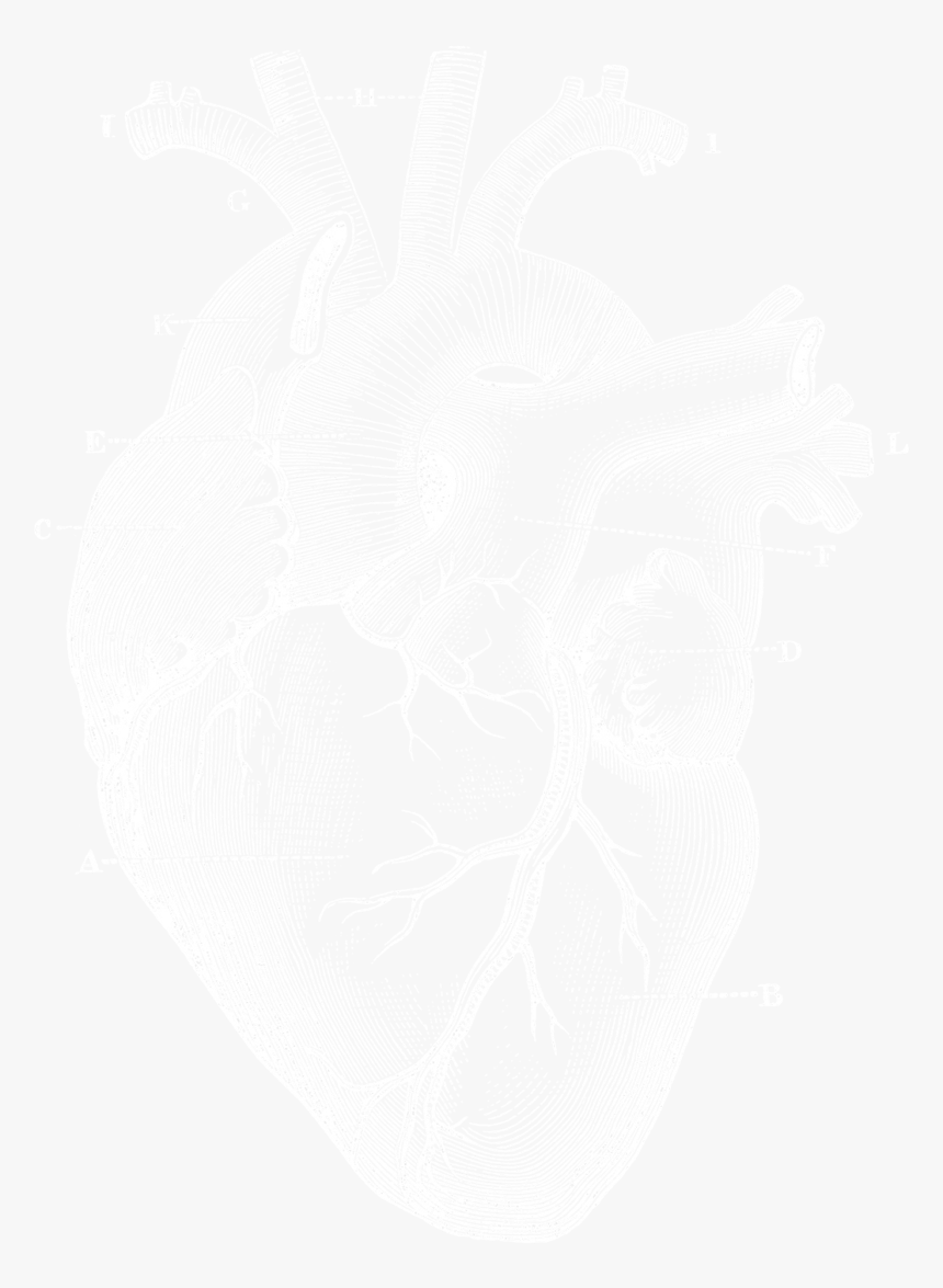 Transparent Anatomical Heart Png - Anatomical Heart Black Background, Png Download, Free Download