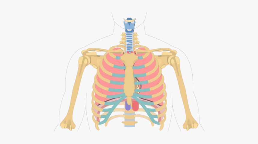 Unlabelled Image Of The Anterior View Of The Sternum - Location And Shape Of Heart, HD Png Download, Free Download