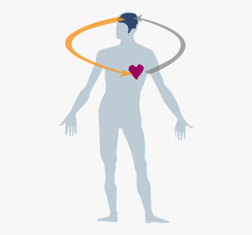 Heart, Brain, Male Body, Health, Human, Anatomy, Body - Herz Geist Seele Leib, HD Png Download, Free Download