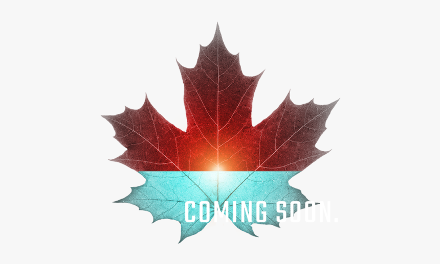 Maple Leaf, HD Png Download, Free Download