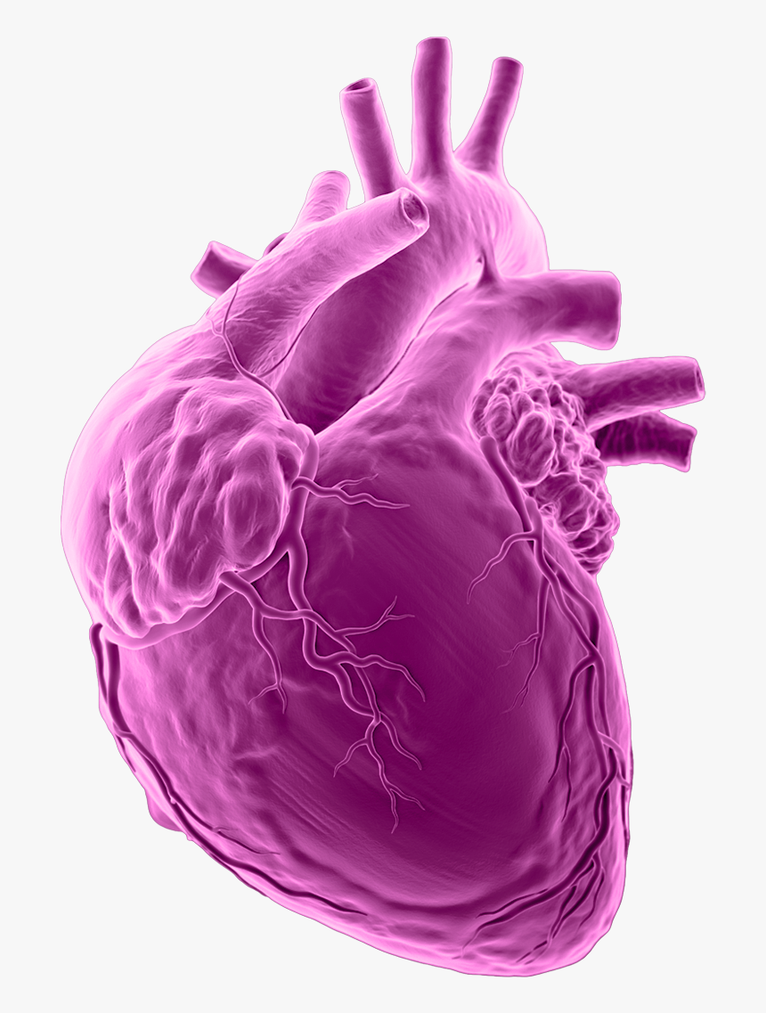 Anatomy Scan Heart Anatomy 1920x1080 Png, Transparent Png, Free Download