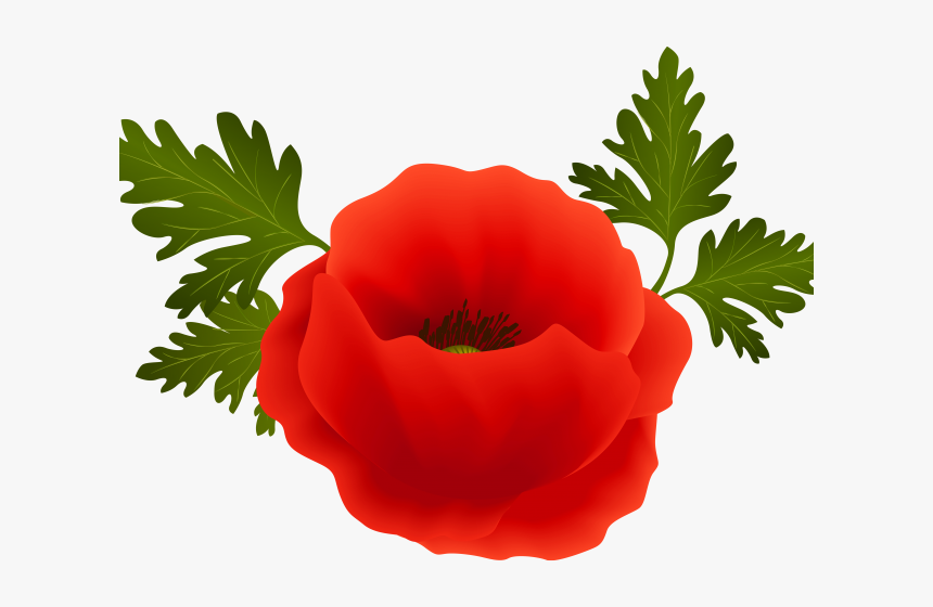 Poppy Png, Transparent Png, Free Download