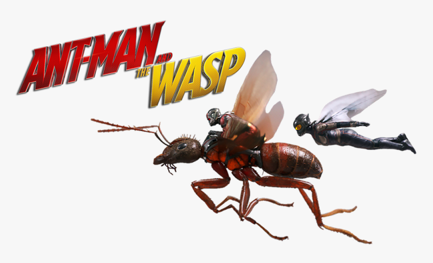 และในประเทศไทยก็เป็น Incredibles 2 Ant Man And The - Ant Man And Anthony, HD Png Download, Free Download