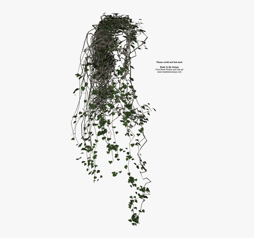 Vine Ivy Texture Mapping Clip Art - Hanging Plant Cut Out, HD Png Download, Free Download