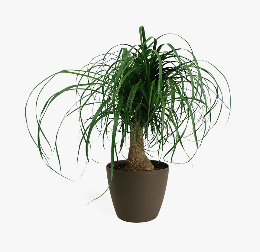 Transparent Ponytail Png - Houseplant, Png Download, Free Download