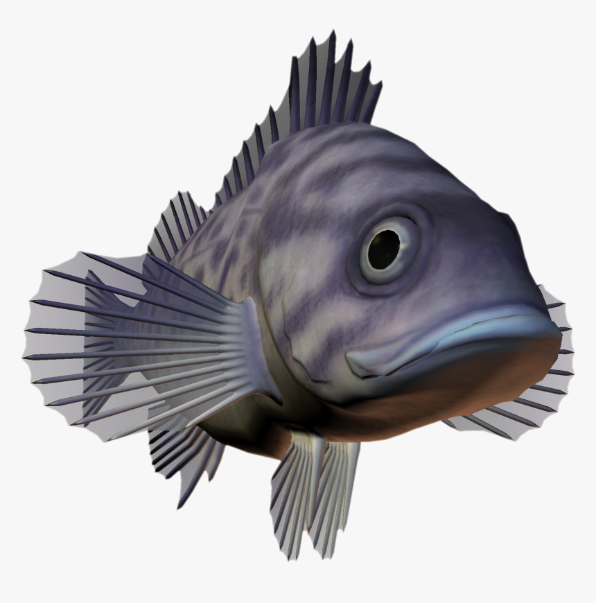 Ocean Fish Png Download - Pomacentridae, Transparent Png, Free Download