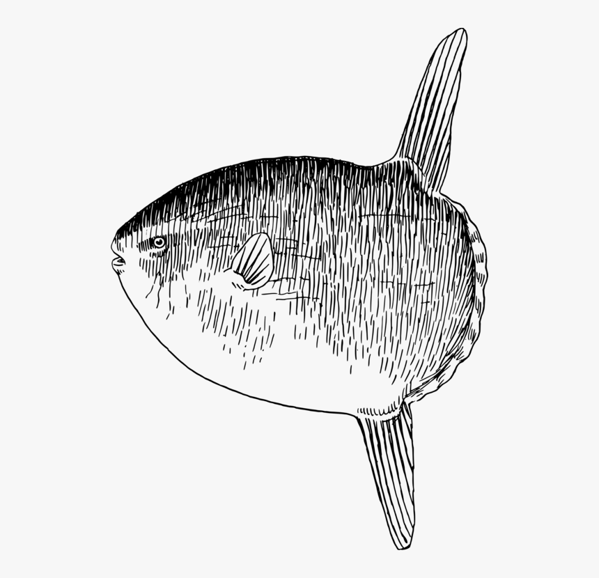 Sunfish Drawing Ocean Fish - Sunfish Clipart, HD Png Download, Free Download