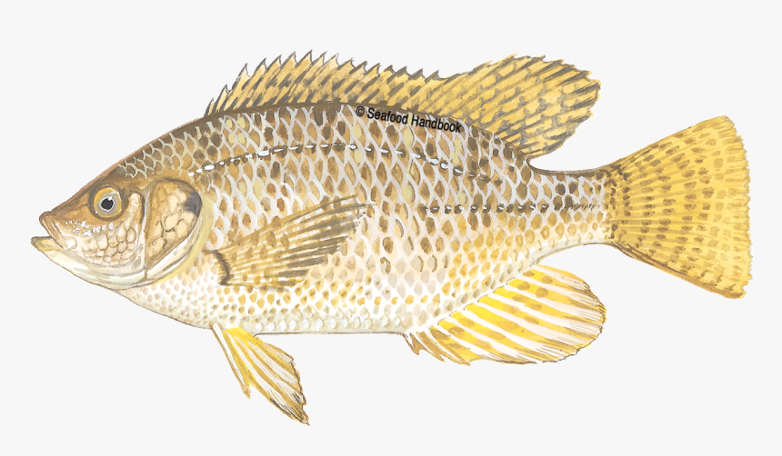 Tilapia - Gray Snapper, HD Png Download, Free Download