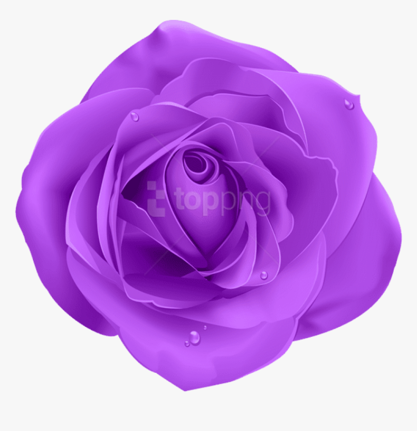 Blue Rose Png, Transparent Png, Free Download