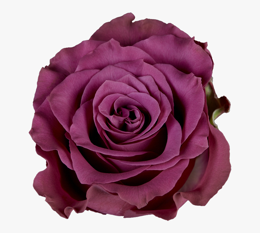 Transparent Purple Roses Png - Garden Roses, Png Download, Free Download