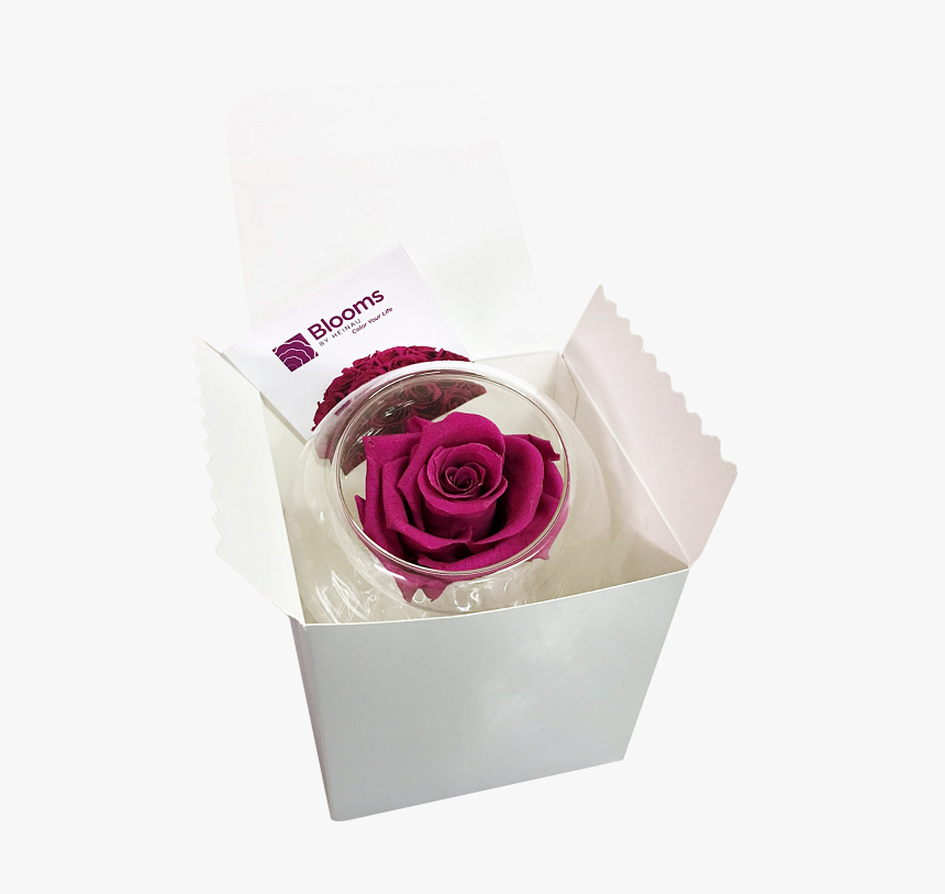 Rose In Glass - Garden Roses, HD Png Download, Free Download