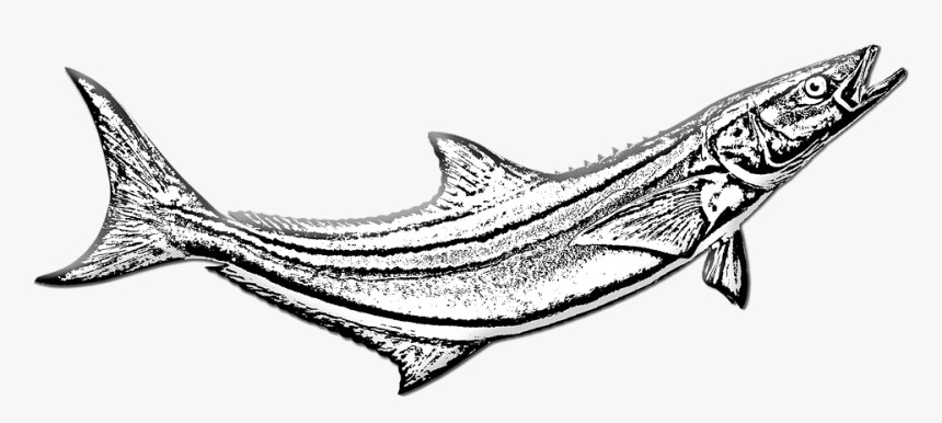 Cobia Fish, Game Fishing, Sea, Angling, Ocean, Marine - Billfish, HD Png Download, Free Download