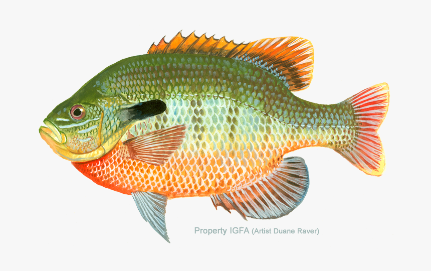 Bluegill Drawing Ocean Fish - Redbreast Sunfish Transparent, HD