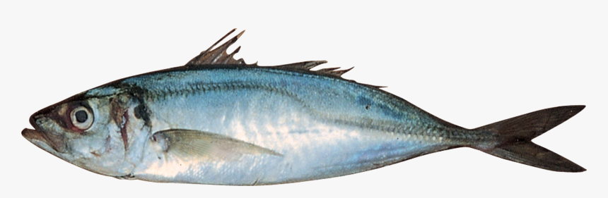 Horse Mackerel Fish, HD Png Download, Free Download