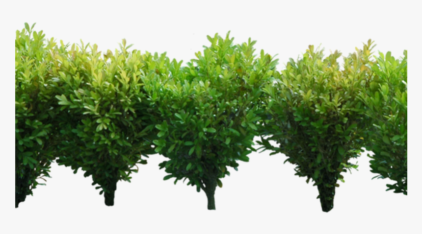 Transparent Shrubs Clipart - Transparent Background Shrubs Plant Bush Png, Png Download, Free Download