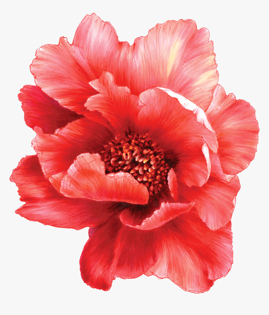 Временное Тату Большой Обьемный Пион - Common Peony, HD Png Download, Free Download