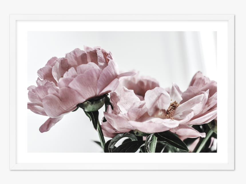 Peonies Ls - Poster, HD Png Download, Free Download