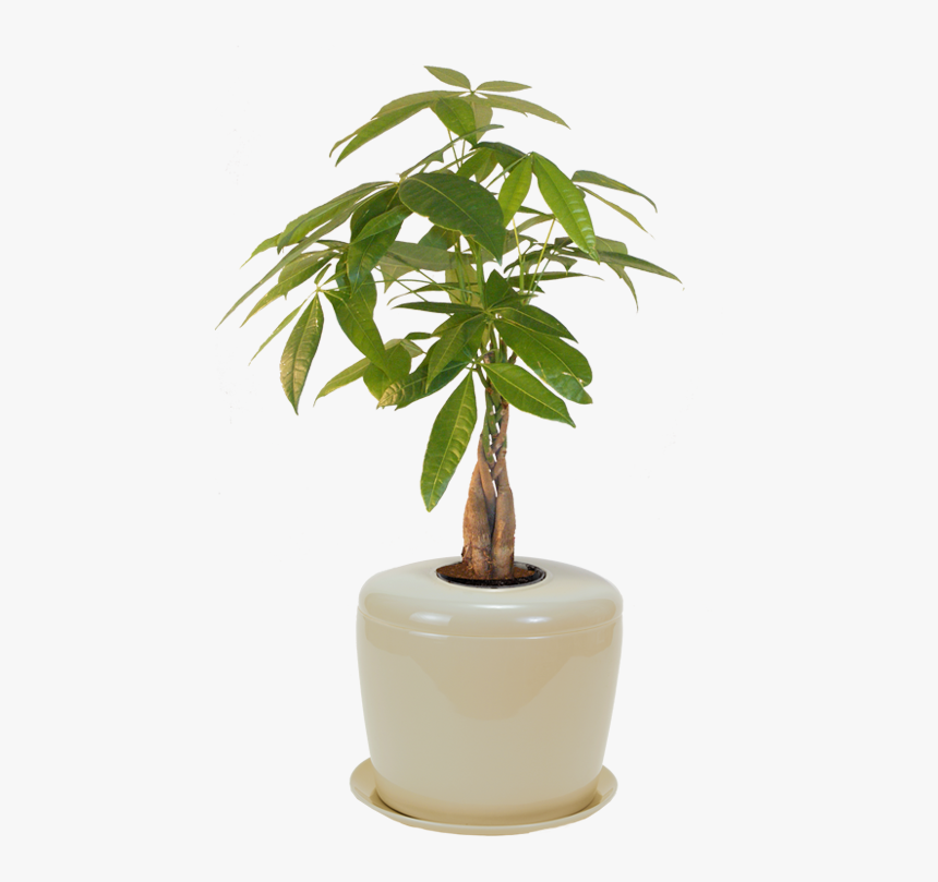 Transparent House Plant Png - Cremation Plant, Png Download, Free Download