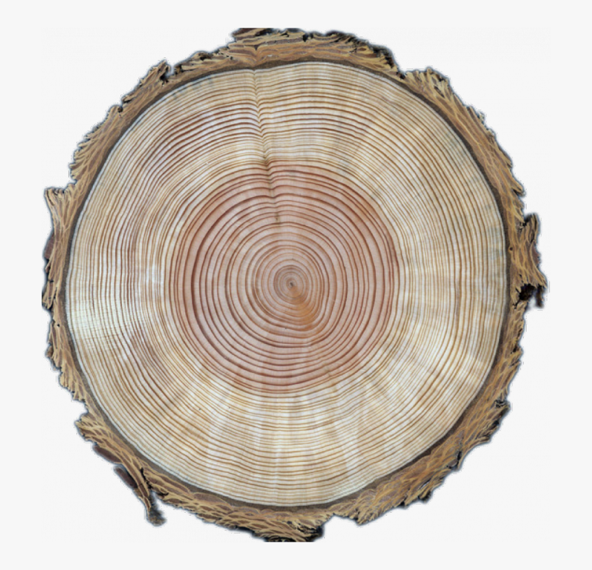 Tree Cross Section Png, Transparent Png, Free Download
