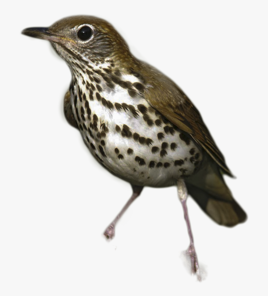 Thrush Png Image - Thrush Png, Transparent Png, Free Download