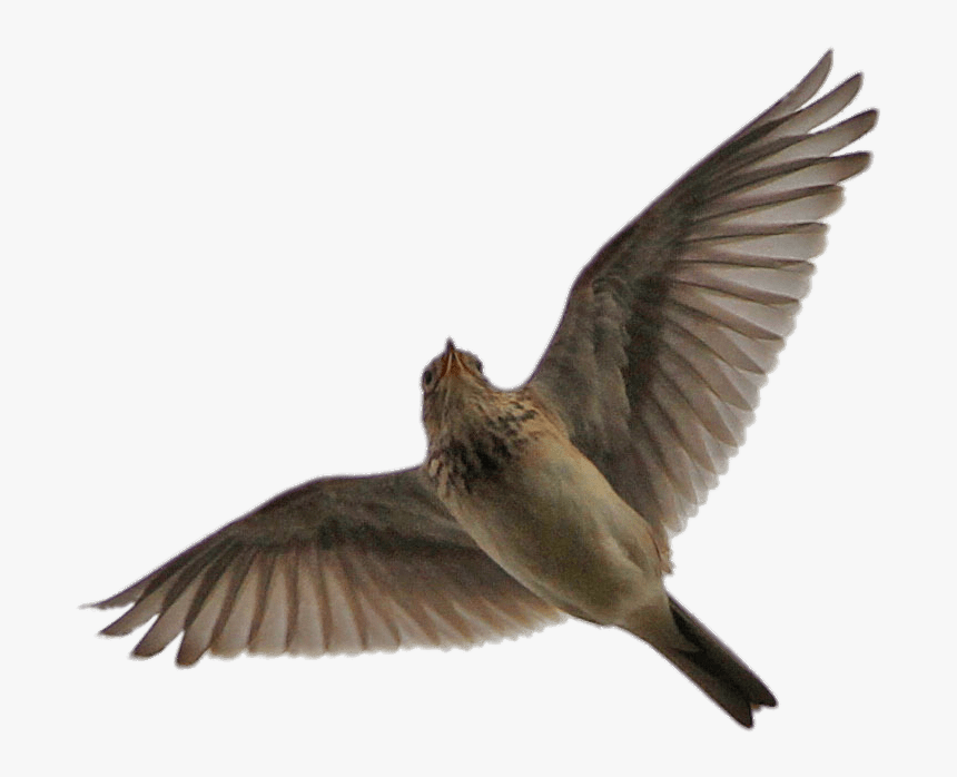 Flying Skylark - Skylark Flying Png, Transparent Png, Free Download