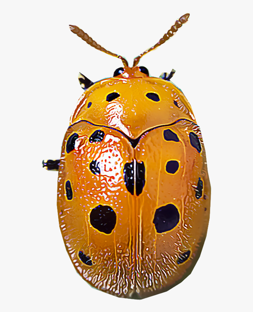 Mexican Bean Beetles - Ladybug, HD Png Download, Free Download