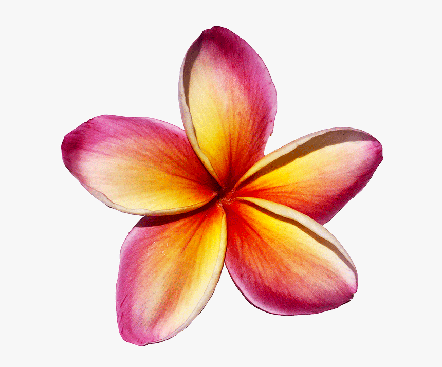 Frangipani - Plumeria Maui Rainbow, HD Png Download, Free Download