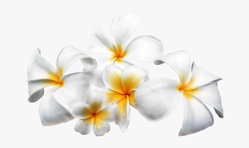 Plant,wildflower - Frangipani Bali Png, Transparent Png, Free Download