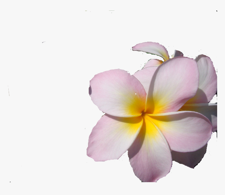 Pictures V - Frangipani, HD Png Download, Free Download