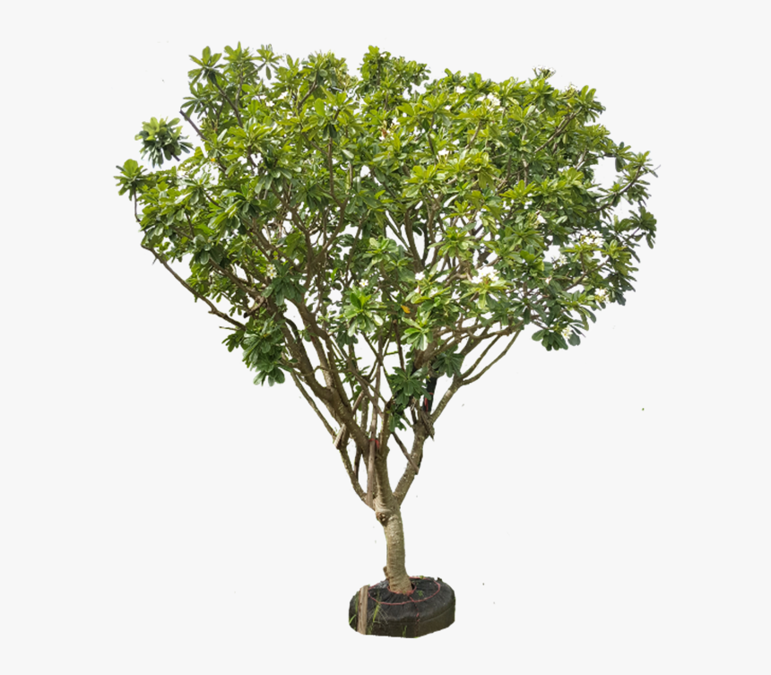 Transparent Plumeria Png - Chilopsis, Png Download, Free Download